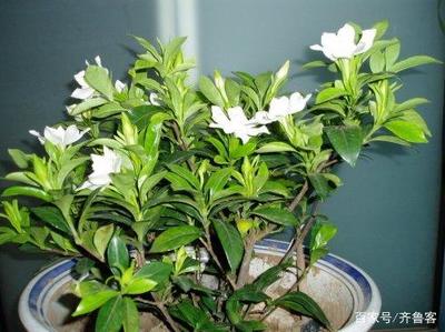 栀子花冬天开花吗