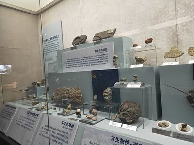 博物馆观后感150字