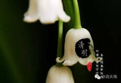 感恩父母小诗