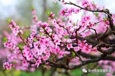 桃花爱情的诗句