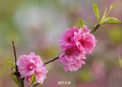 桃花爱情的诗句
