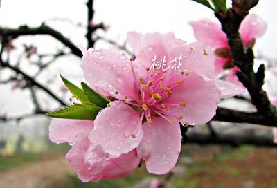 桃花爱情的诗句