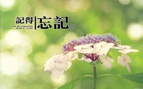 花的唯美语录