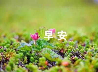 花的唯美语录