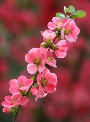 桃花爱情的诗句