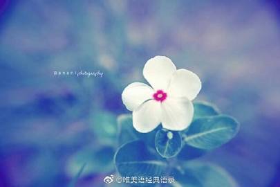 花的唯美语录