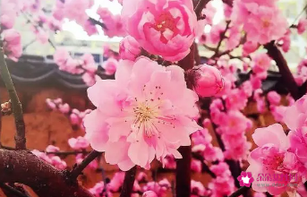 桃花爱情的诗句