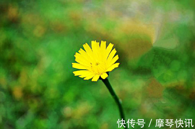 花的唯美语录