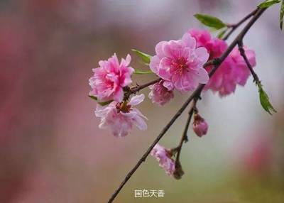 桃花爱情的诗句