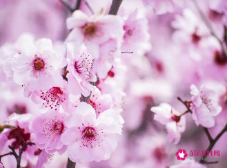 桃花爱情的诗句