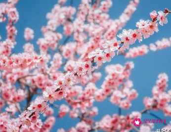 桃花爱情的诗句