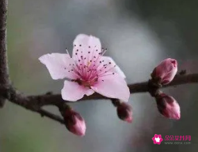 桃花爱情的诗句