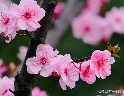 桃花爱情的诗句