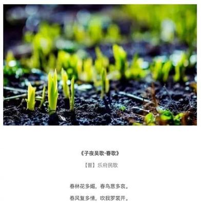 花的唯美语录