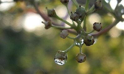 描写夏天雨后的句子