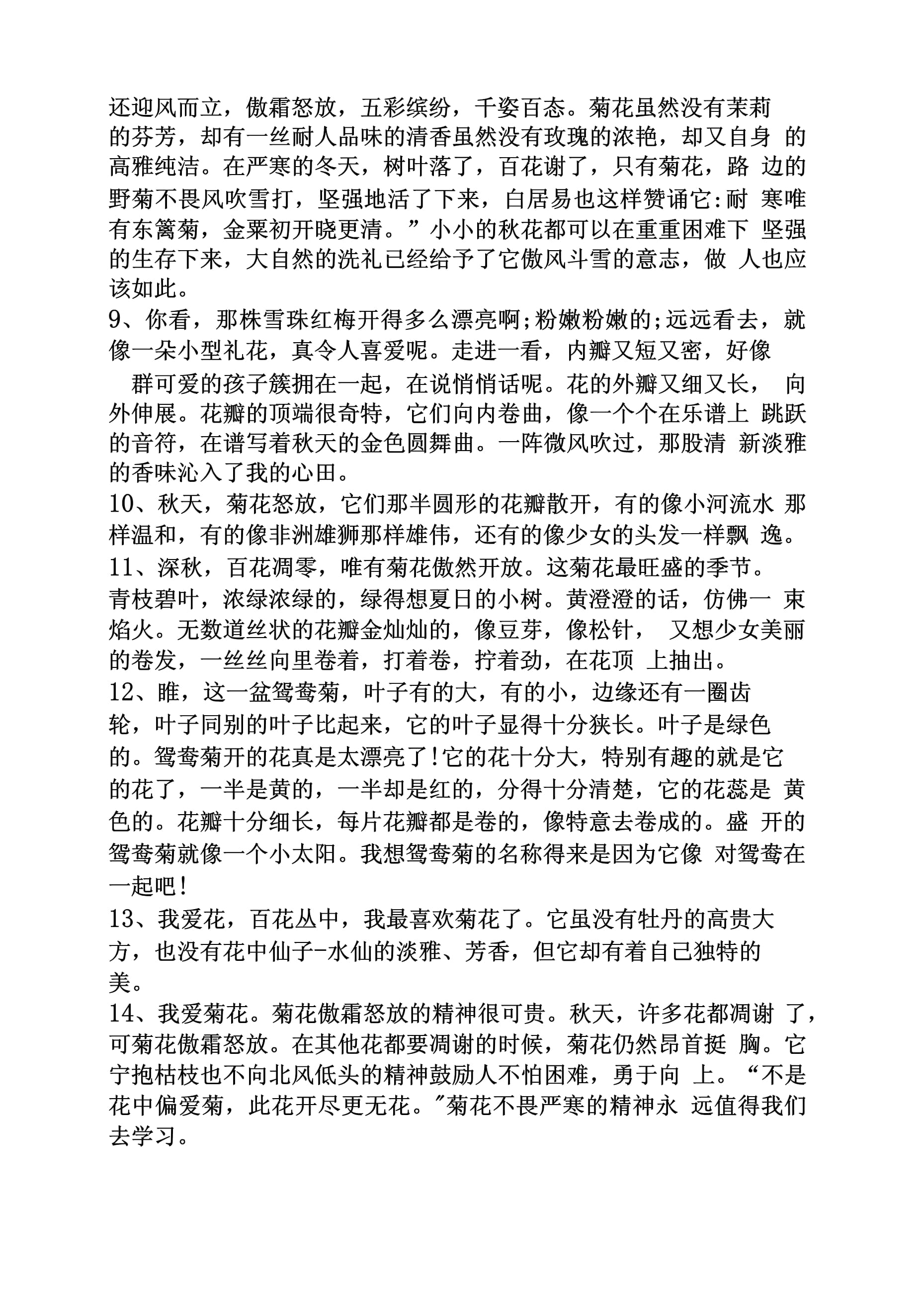 菊花作文100字