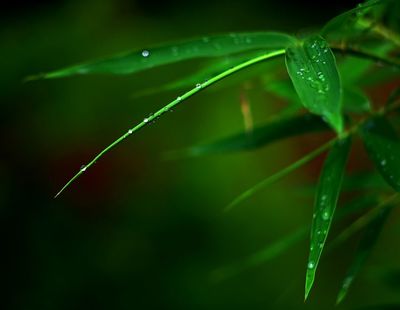 描写夏天雨后的句子