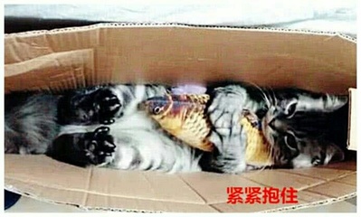 小心翼翼写一句话