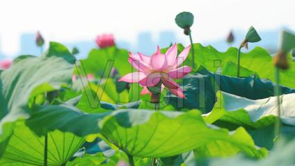 夏天荷叶