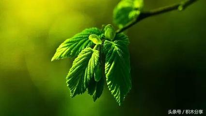 原谅别人的经典语录