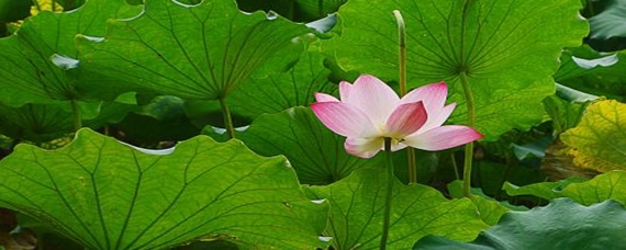 夏天的景物都有什么