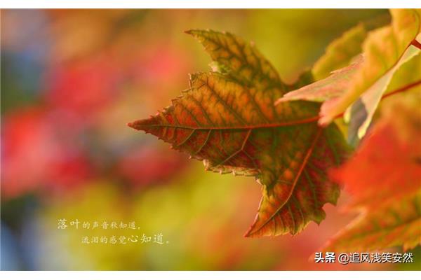 描写秋天的风的句子