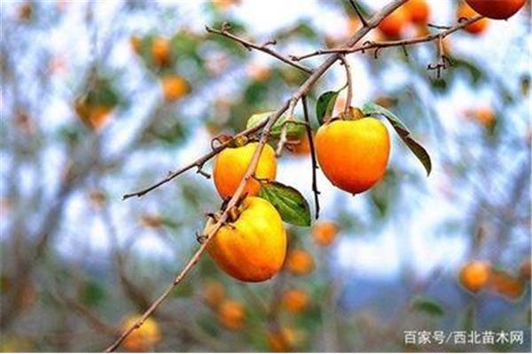 秋天硕果累累