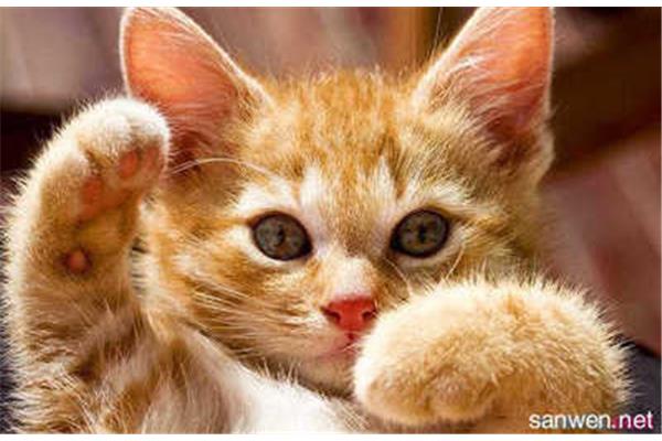 我喜欢的猫