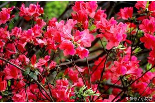 杜鹃花冬天落叶吗
