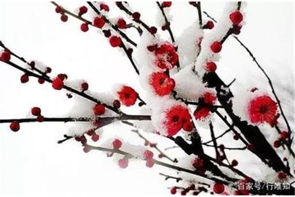 冬天梅花的诗句