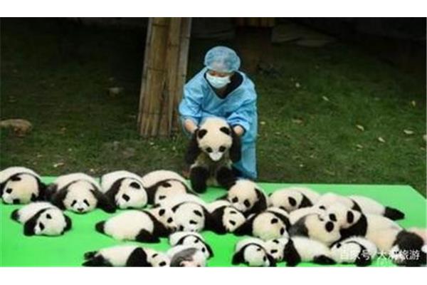 我喜欢的小动物熊猫